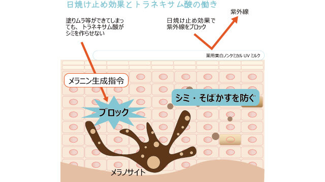 トラネキサム酸の働き